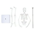 45CM Mini Skeleton Model PVC Human Body Bone Structure with Movable