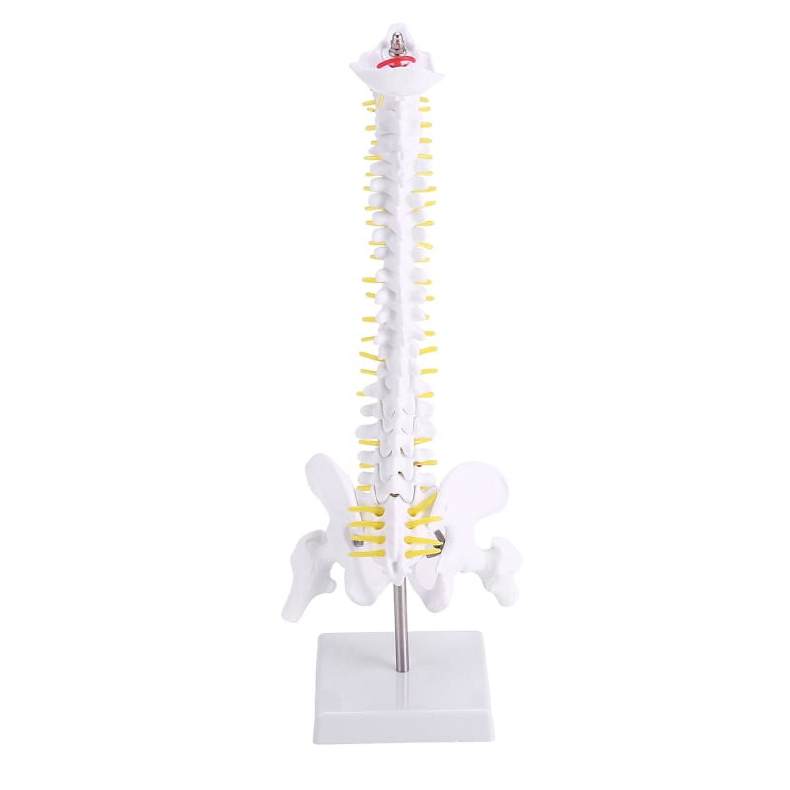 45cm Humans Skeleton Model Adult Lumbar Bend Spine Model  with Spinal Disc Pelvis Model Used for Massage