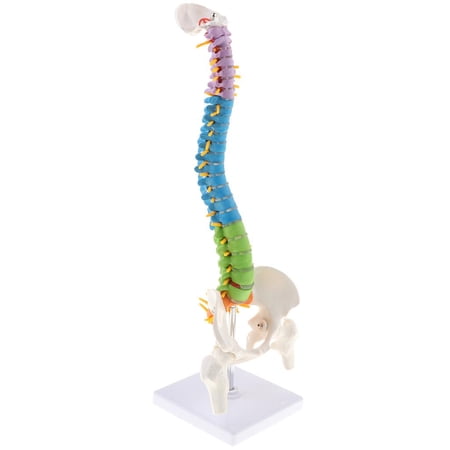 45cm Life Size Flexible Vertebral Column Model With Pelvis & Femurs, Spinal Nerves And Arteries Colored Coded