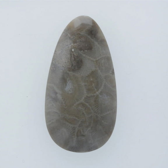 45x24mm Petoskey Stone Fossil