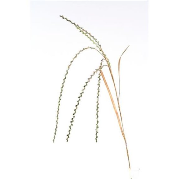 46 in. Jeweled Hanging Rice Spray - Pack of 24