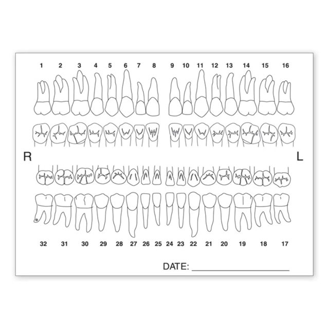4665 Tooth Chart Anatomy Labels 4 x 3"