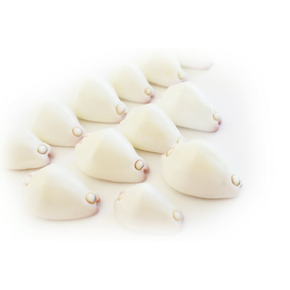 48 Beautiful White & Purple Wart Cowries (Vericosus Calprunis) 3/4"-1" Shells