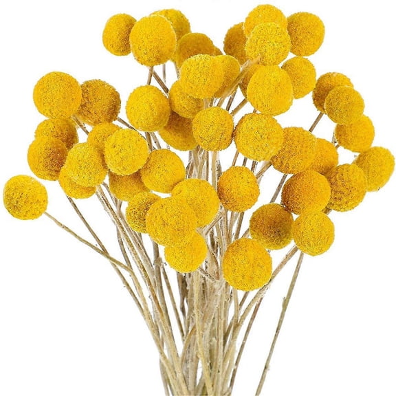 48 Pcs Dried Flowers Dried BillyBalls Dried Craspedia Flowers Button Yellow Dried Flowers Fake Silk
