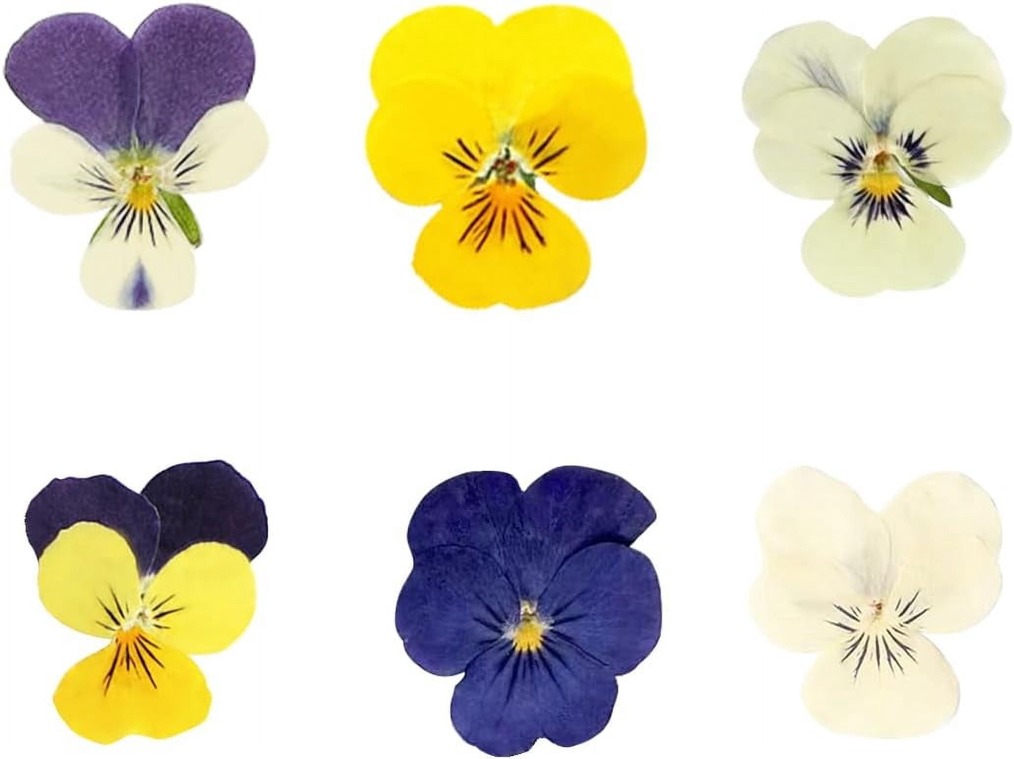 48 Pcs Mixed Pansy Dried Pressed Flowers for Crafts,Real Nature Dry Flower Bulk for Resin Jewelry Making Candle Making Frame Decoration Art Floral Decors