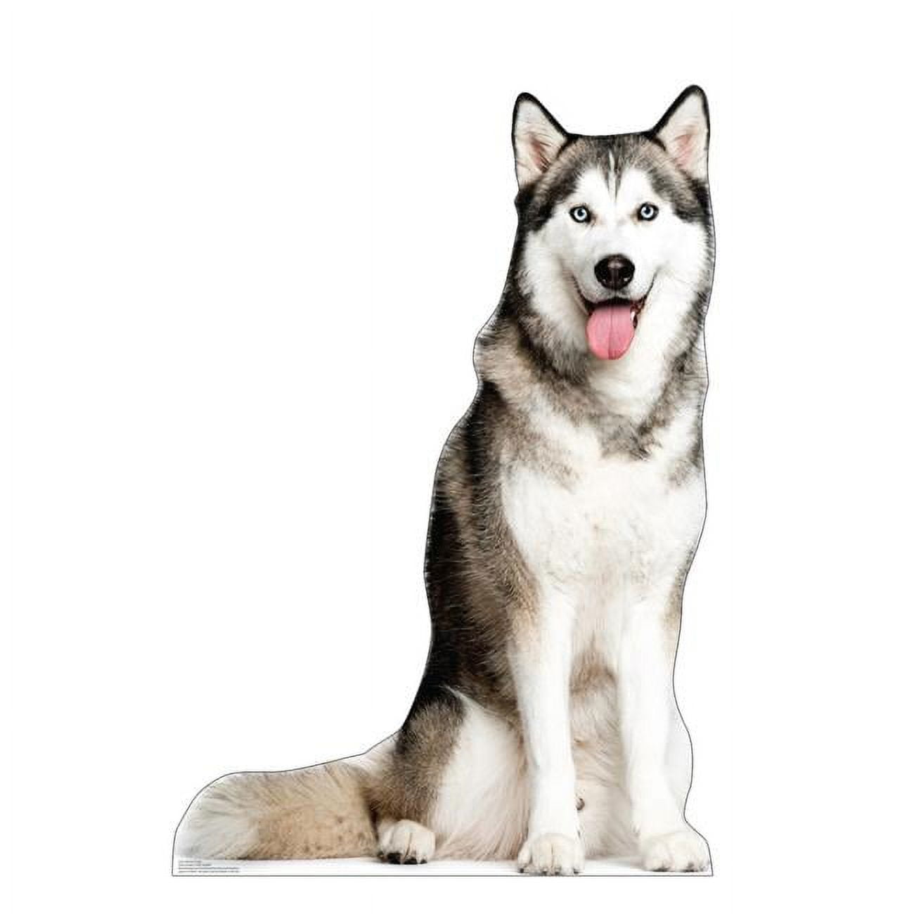 48 x 33 in. Siberian Husky Life-Size Cardboard Cutout - Walmart.com