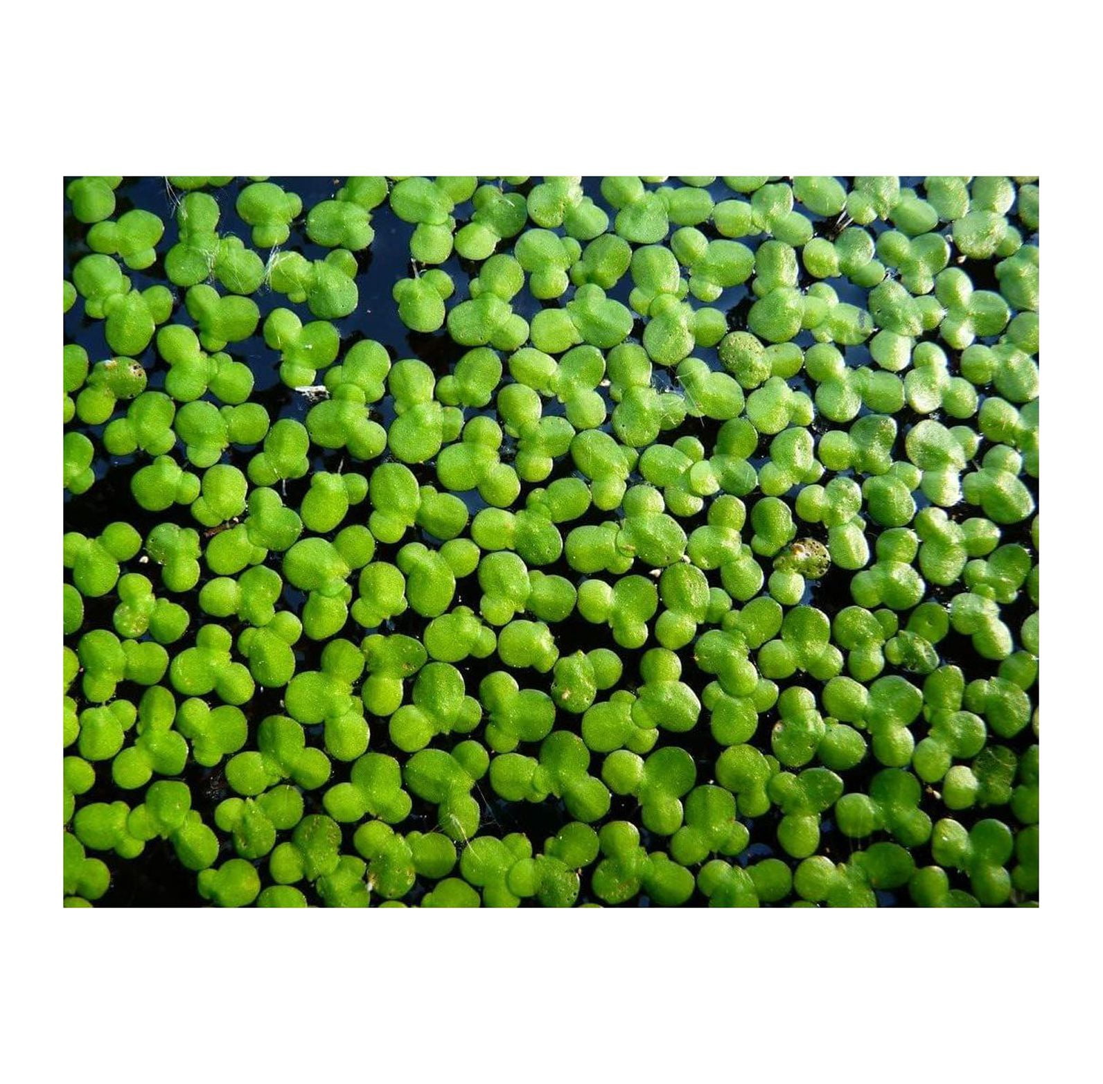 4800+ Duckweed Live Plant for Aquarium Aquarium Plants Live