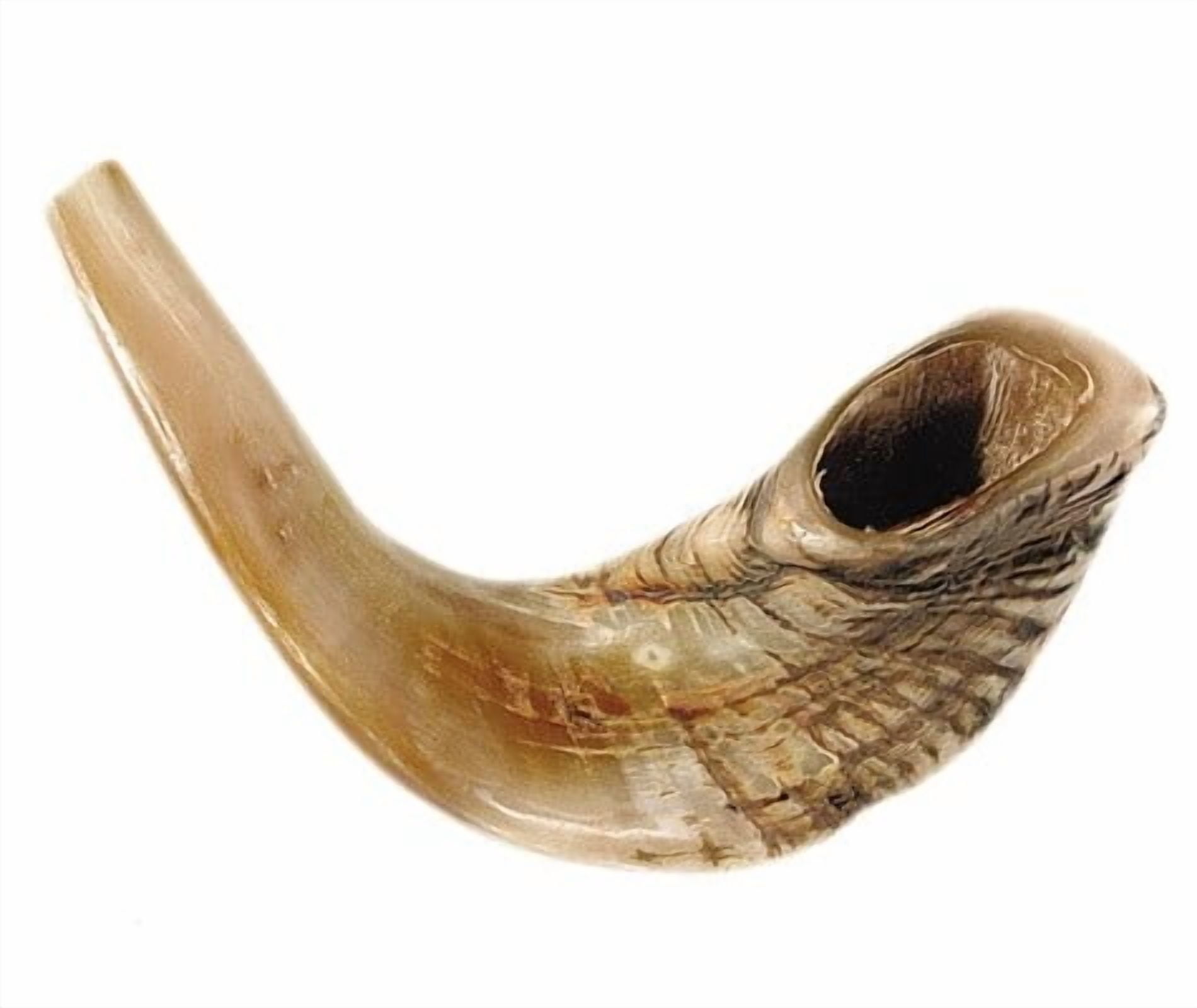 Shofar-Ram Horn-Size B (15 -17 ) (#1152)