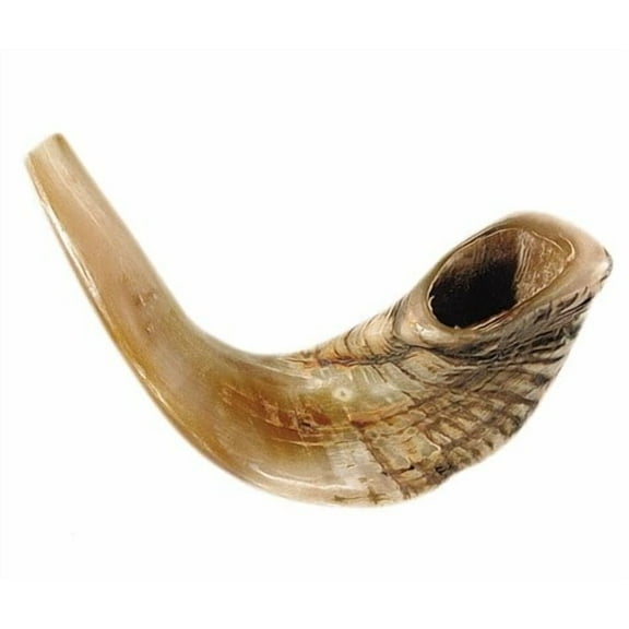 Shofar-Ram Horn-Size B (15 -17 ) (#1152)