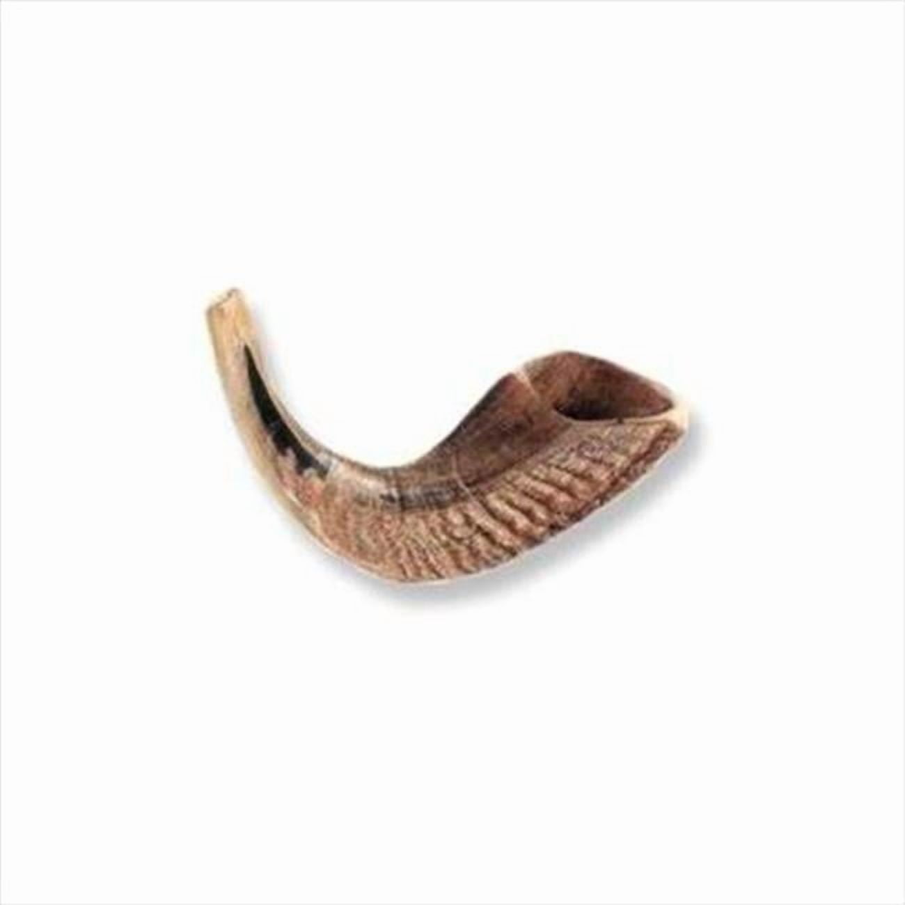4878 Shofar Rams Horn D 8 In. 10 In.