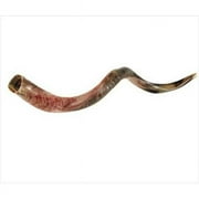 4882 Shofar Yemenite Medium 32 In. 35 In.