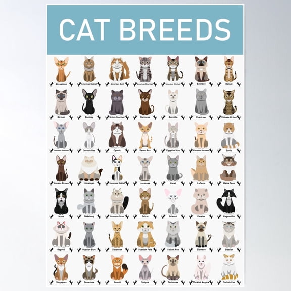 49 Different Breeds Of Cats Vector Cartoon Art Poster , Poster Print Only