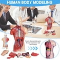 4D Anatomical Assembly Model Of Human Model Toy Torso System Structure ...