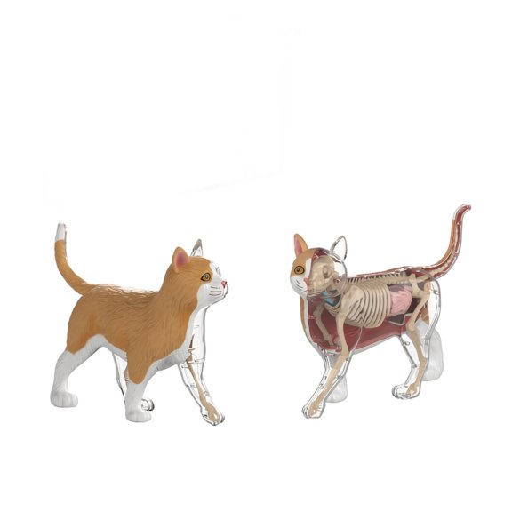 4D Animal Anatomy Model, Detachable Cat Dog Skeleton Organ Dissection Kit, STEM Biology Teaching Aid, Realistic Animal Body Structure Display Model, Ideal for Classroom Education & Gift Giving