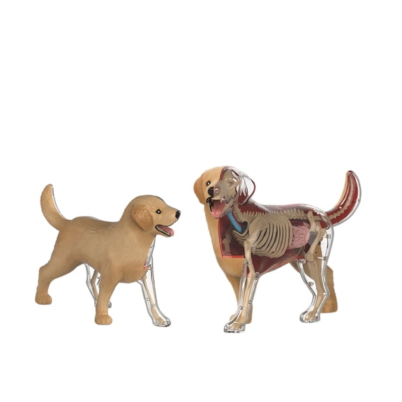 4D Animal Anatomy Model, Detachable Cat Dog Skeleton Organ Dissection Kit, STEM Biology Teaching Aid, Realistic Animal Body Structure Display Model, Ideal for Classroom Education & Gift Giving