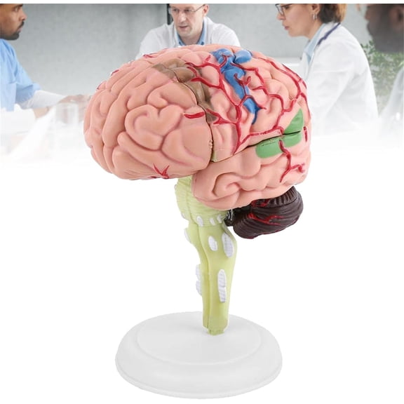4D Brain Anatomy Model, Human Brain Disassembled Model Structural Anatomy Medical Teaching Learning Tool, Human Head Anatomy Model