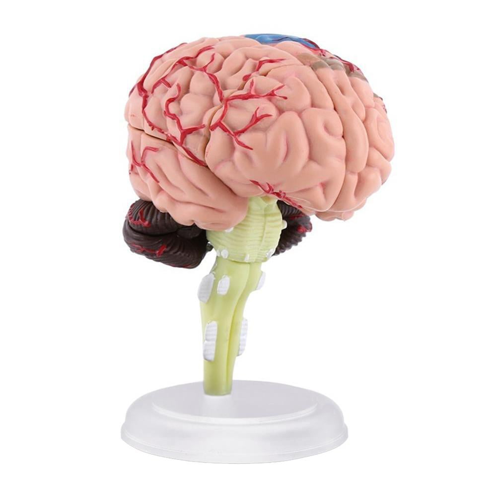 4D Disassembled Anatomical Human Brain Model Anatomy Teaching L9U4 Tool R0D6