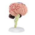 thumbnail image 1 of 4D Disassembled Anatomical Human Brain Model Anatomy Teaching L9U4 Tool R0D6, 1 of 6
