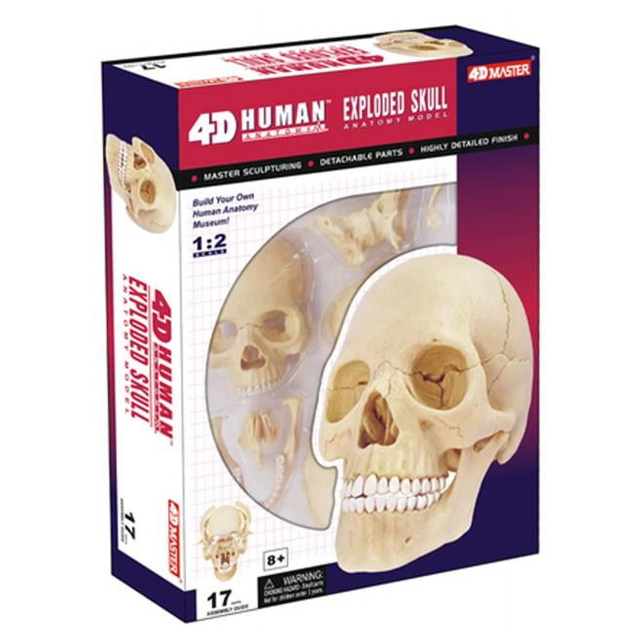 HANSEN - GAME GIFT & TOY COMPANY 4D Exploded Human Skull Anatomy Model with 17 Detachable Parts