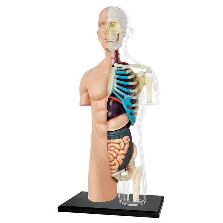 4D Half Clear Human Torso Anatomy Model - Walmart.com