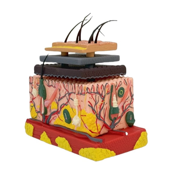 4D Human Anatomical Skin Model Skin Teaching Model Human Skin Magnified Tissue Structure Model for Science Study