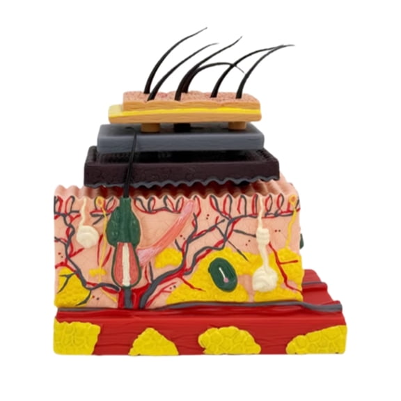 4D Human Anatomical Skin Model Skin Teaching Model Human Skin Magnified Tissue Structure Model for Science Study