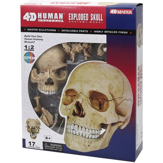 4D Human Anatomy Exploded Skull Anatomy Model