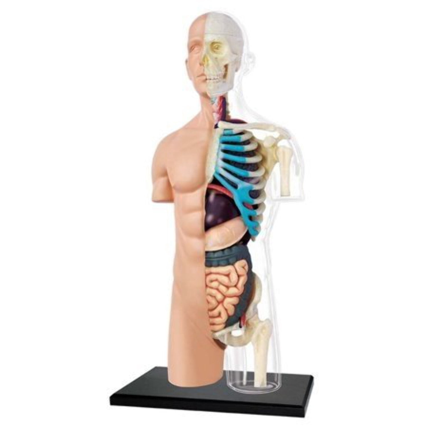 4D Human Anatomy Half Cleared Torso Anatomy Model - Walmart.com
