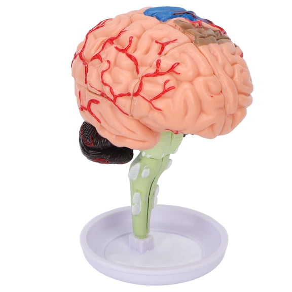 4D Human Brain Anatomical Model - 3D Simulation Assembly Learning Kit (12 x 10 x 8 inches / 30.5 x 25.4 x 20.3 cm)