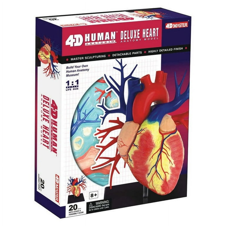 誠実 4D Walmart.com - Model Anatomy Heart Deluxe Human 立体パズル