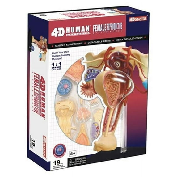 4D Human Female Reproductive Anatmoy Model