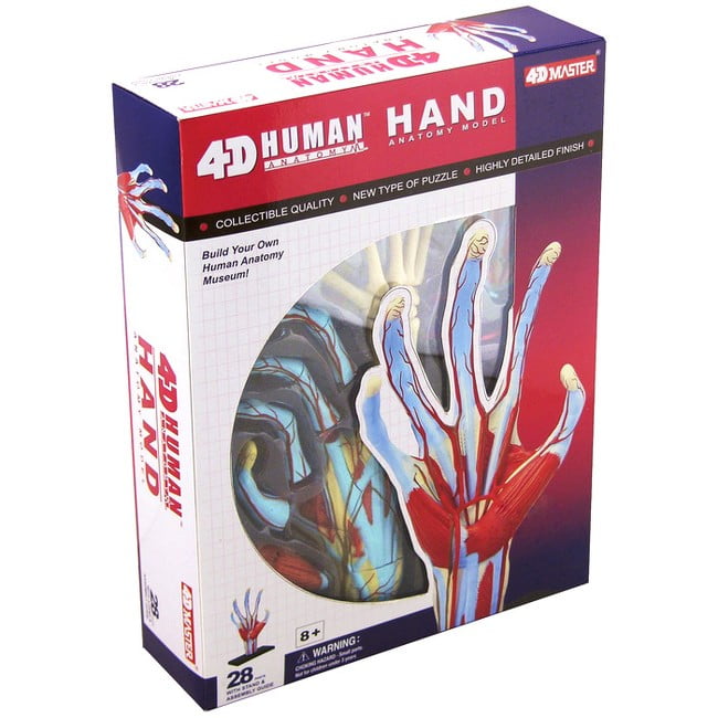 4D  HUMAN シリーズ 4D Human Hand Anatomy Model - Walmart.com