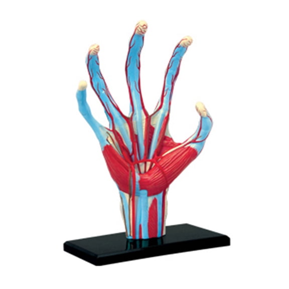 4D Human Hand Skeleton Anatomical Model with Muscle Ligament Blood Vessel Science Teaching Resources