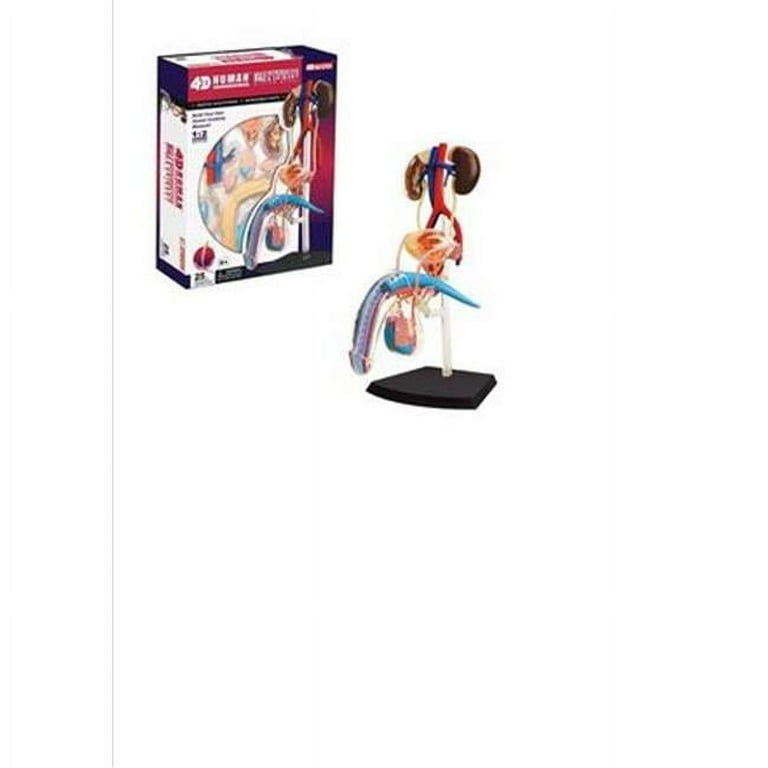 4D  HUMAN シリーズ Famemaster 4D-Vision Human Male Reproductive Anatomy Model - Body