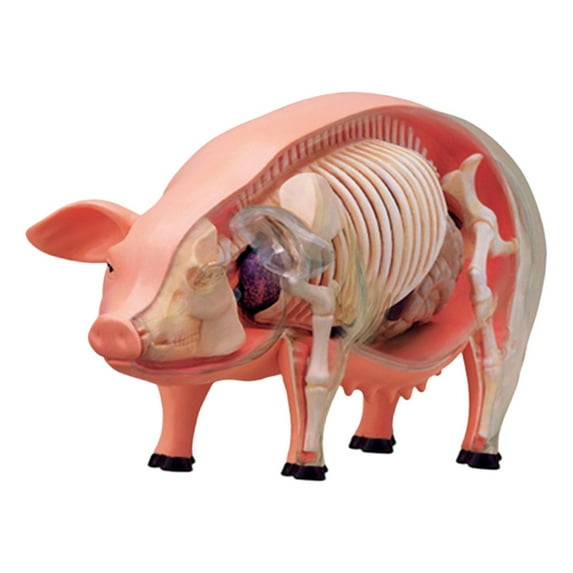 4D Pig Dissection Model Educational Toy Learning Aid Anatomically Accurate with Removable Parts for University Programs