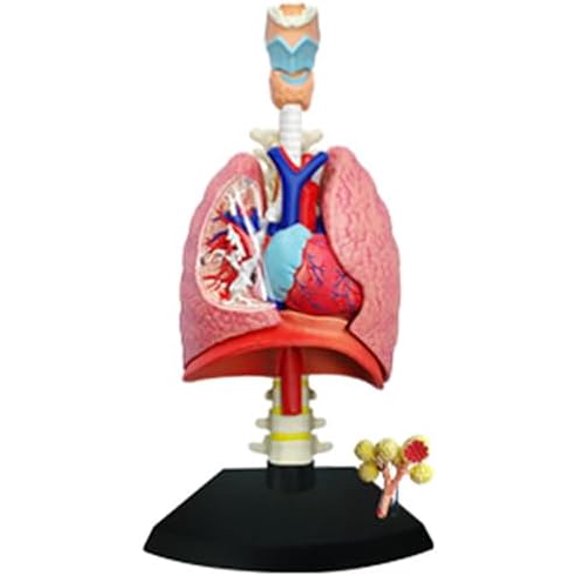 4D Respiratory System Model Lung Model Anatomical, Model of Human Heart and Lungs 21 Removable Parts for Medical Teaching$$Other