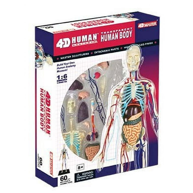 Amazon.com: 4D Master Transparent Human Anatomy Torso Model