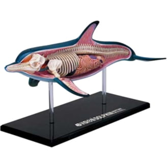 HANSEN - GAME GIFT & TOY COMPANY 4D Vision Dolphin Anatomy Model, by 4D Master