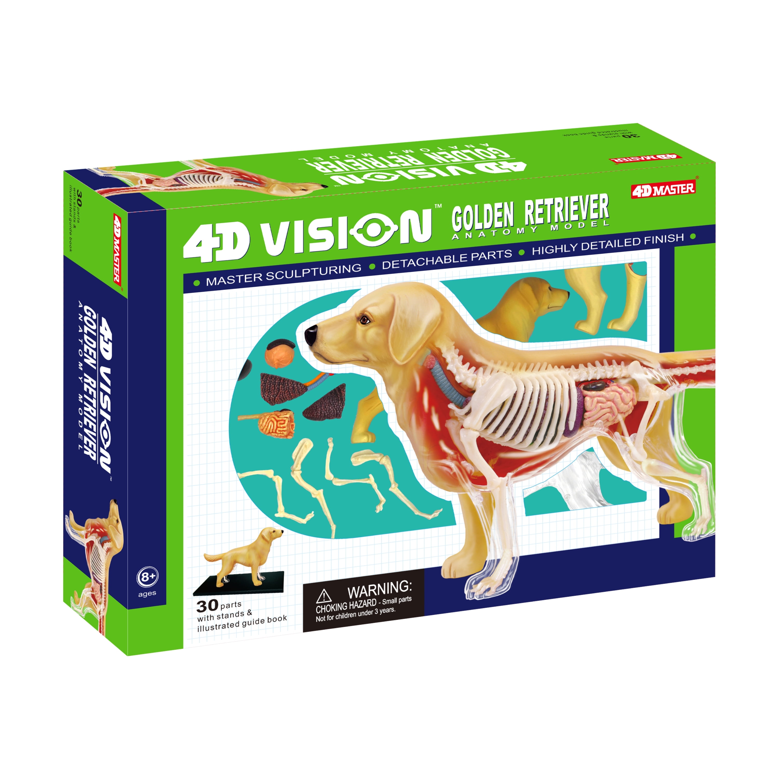 立体パズル 4D VISION 動物解剖 No.21 虎 解剖モデル