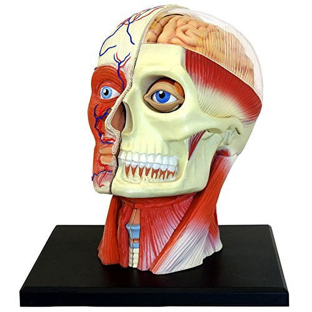 Amazon.com: 4D Vision Human Head Anatomy Model : Toys & Games
