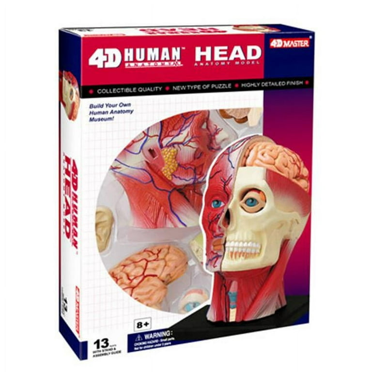 4D Vision Human Head Anatomy Model - Walmart.com