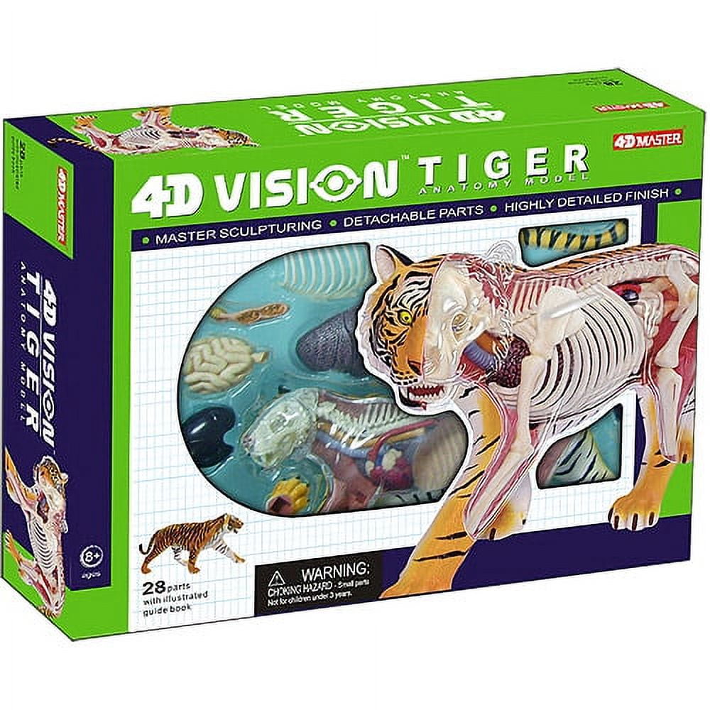 立体パズル 4D VISION 動物解剖 No.21 虎 解剖モデル