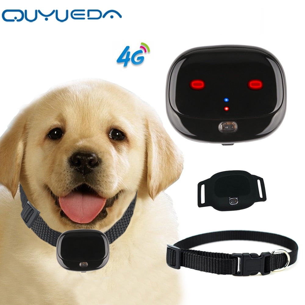 Dog gps cheap collar geofence