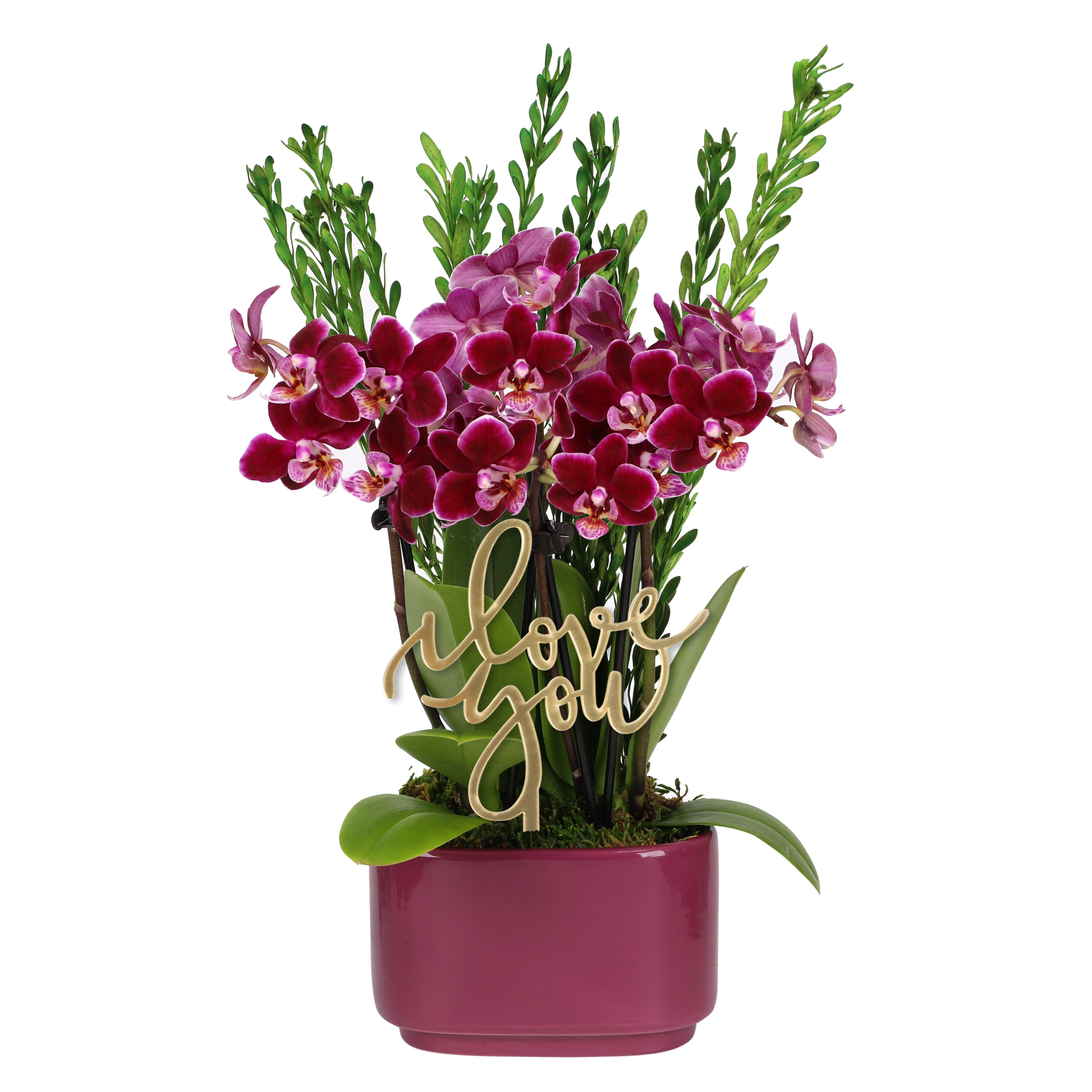 4IN Dark Purple Love You Orchid Garden with Preserved Green Stems- Dark Purple Jan