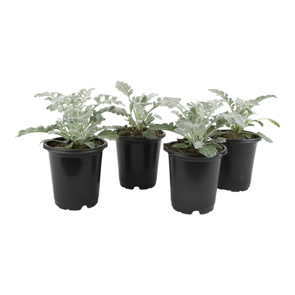 4PK 4" DUSTY MILLER