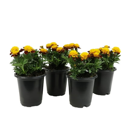 Altman Plants Red French Marigold 4-Pack, Marigolds, Spring Flowers, 4" Pots, Annuals, Full Sun