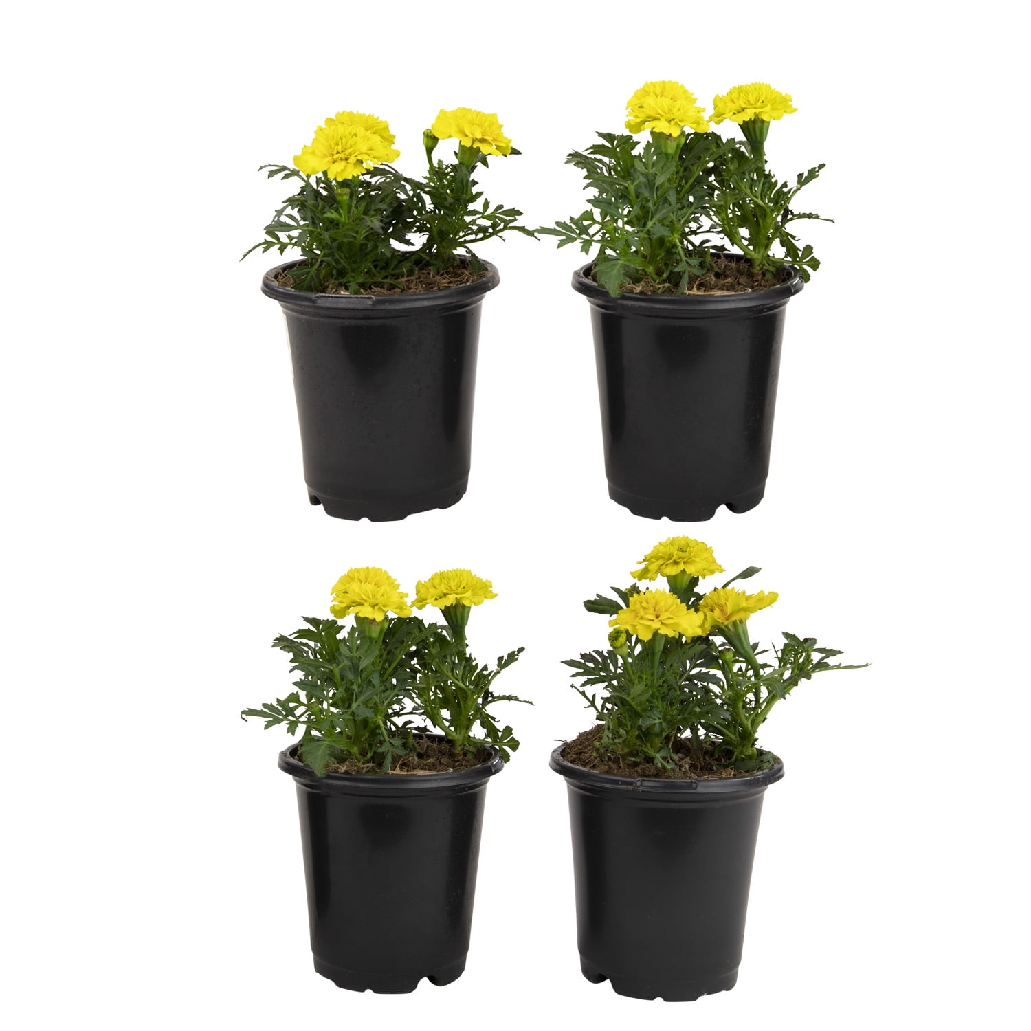 Altman Plants Yellow French Marigold 4-Pack, Marigolds, Spring Flowers, 4" Pots, Annuals, Full Sun