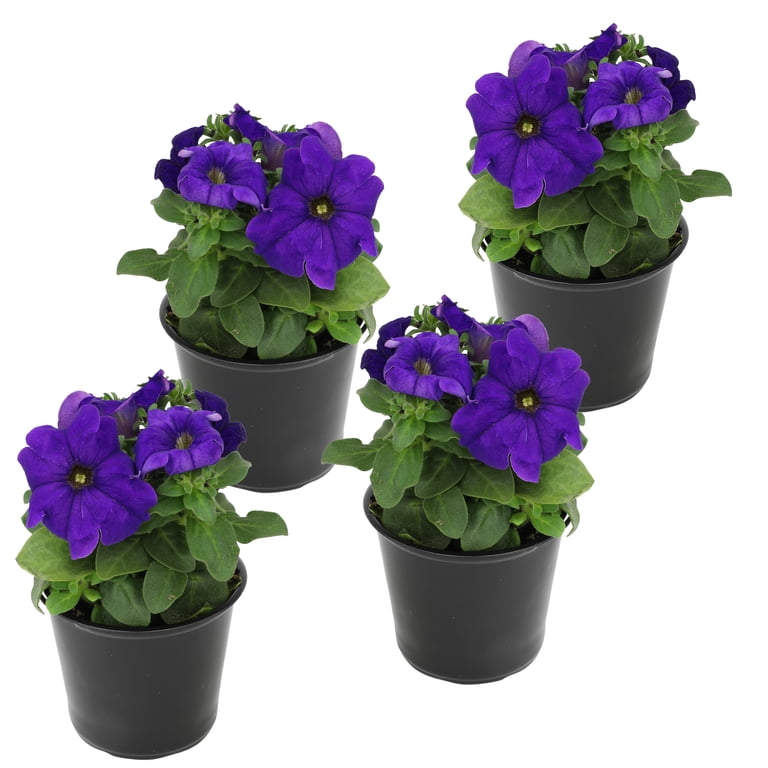 4PK 4" PETUNIA BLUE-PURPLE - Walmart.com