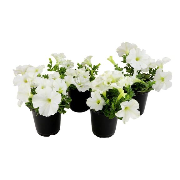 4PK 4" White Petunia Live Plant
