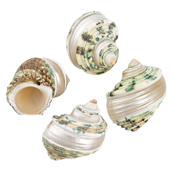 4Pcs Natural Shell Conch Mixed Color 36~40x54~60x42~47mm